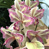 Cymbidium Isle 'Flamingo'-2